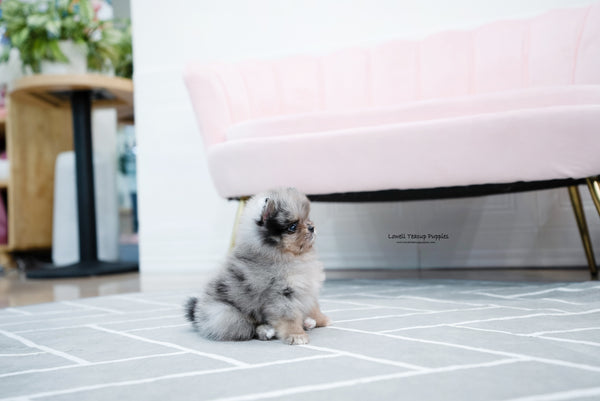 Teacup Pomeranian Female [Jennet] - Lowell Teacup Puppies inc