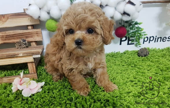 Teacup Maltipoo Male [Jisu] - Lowell Teacup Puppies inc