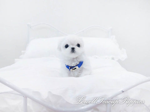 Teacup Maltese Female [Marshmallow] - Lowell Teacup Puppies inc