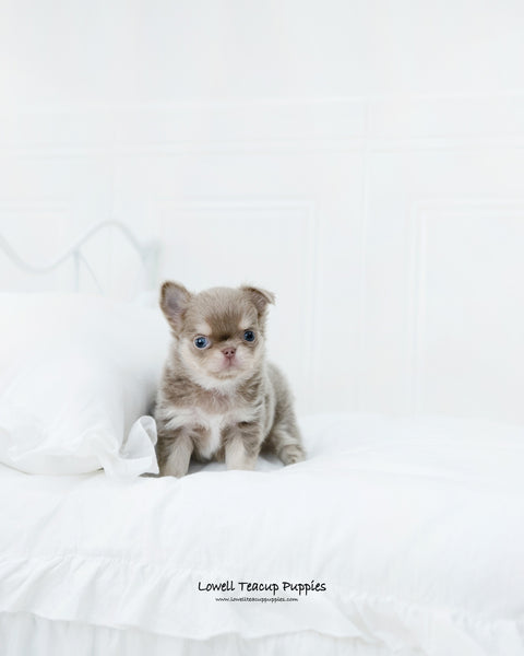 Teacup Chihuahua Male [Hugo] - Lowell Teacup Puppies inc