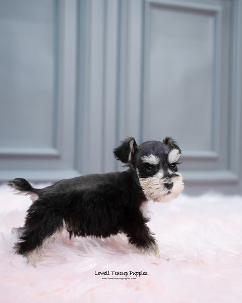 Mini Schnauzer Male [Cole] - Lowell Teacup Puppies inc