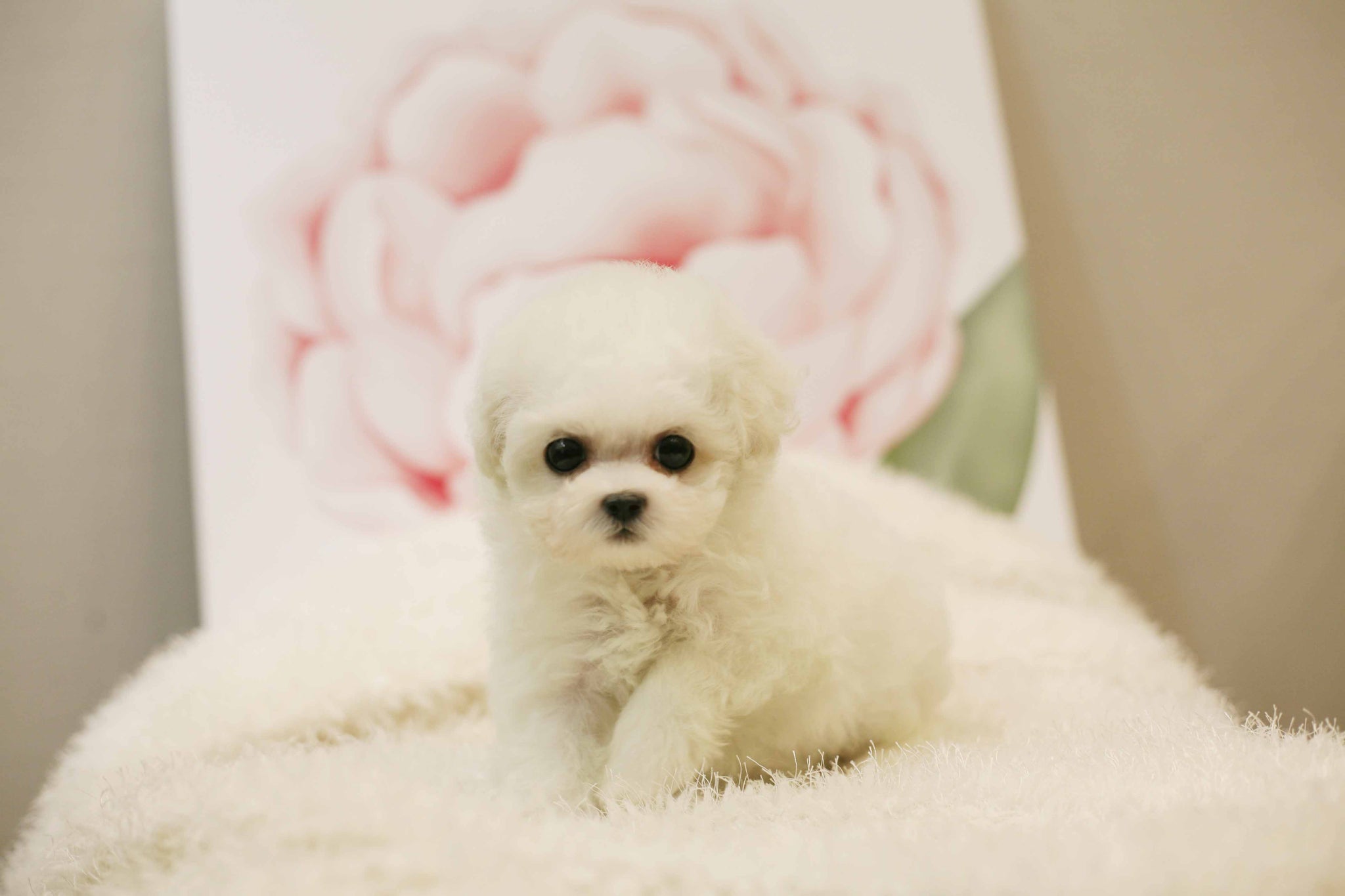 Teacup Bichon frise Female [Bonnie] - Lowell Teacup Puppies inc