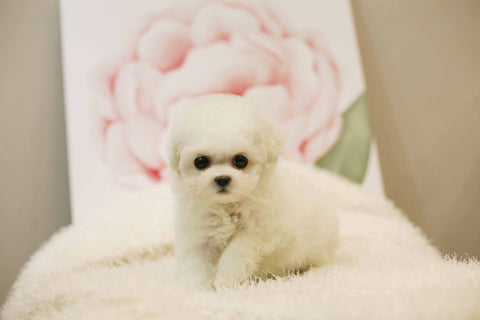 Teacup Bichon frise Female [Bonnie] - Lowell Teacup Puppies inc
