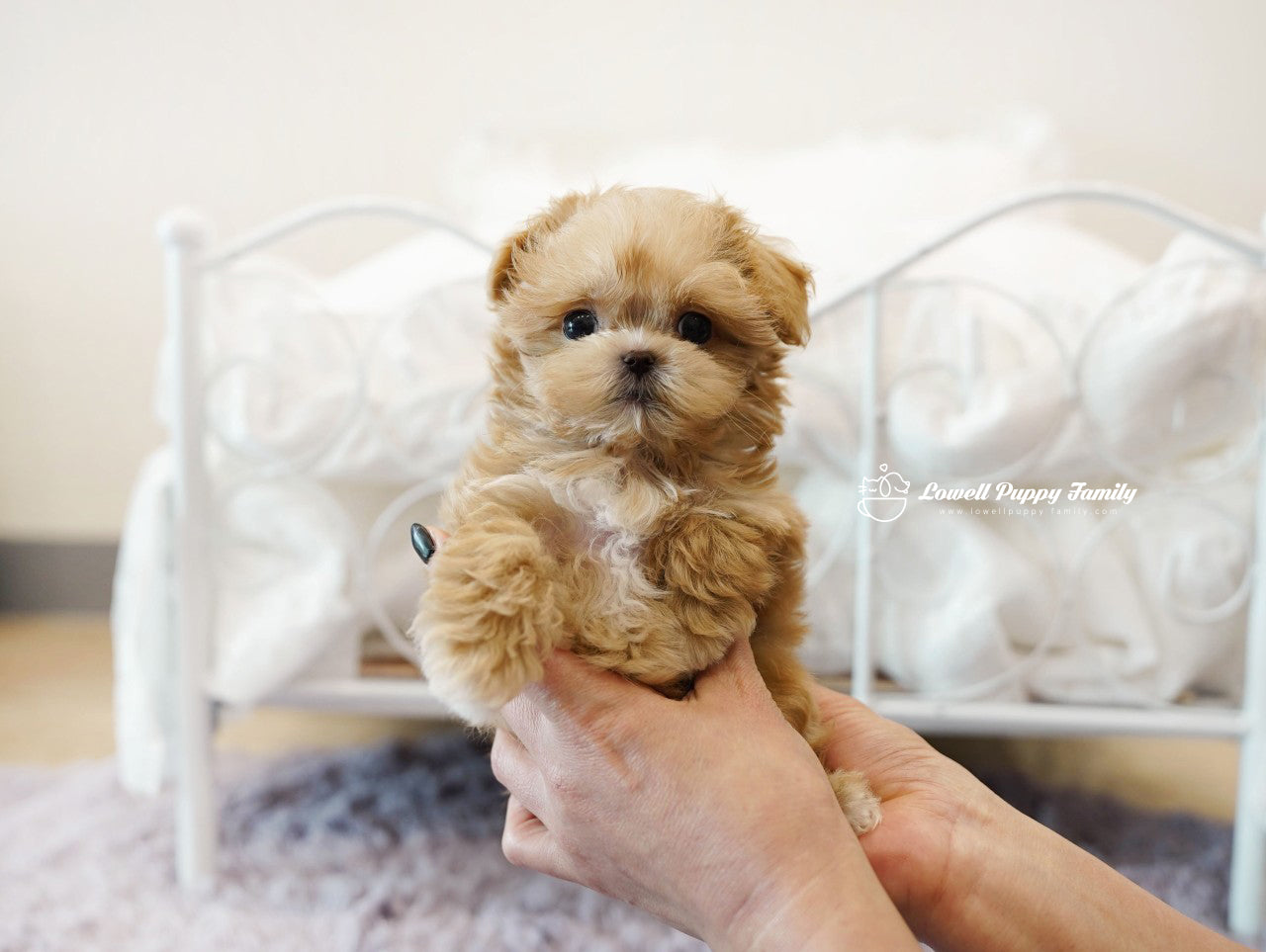 Teacup Maltipoo Male [Nacho] - Lowell Teacup Puppies inc