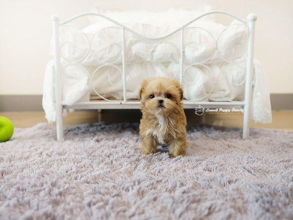 Teacup Maltipoo Male [Nacho] - Lowell Teacup Puppies inc
