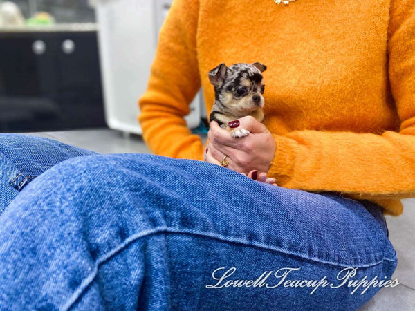 Teacup Chihuahua Male [Aventador]