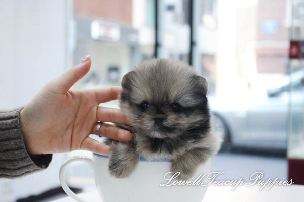 Teacup Pomeranian Female [Prada] - Lowell Teacup Puppies inc