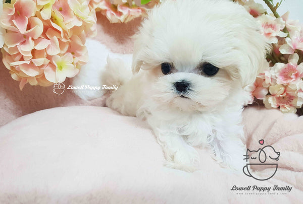 Teacup Maltese Male [Macchiato]