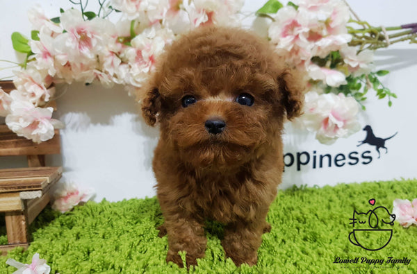Teacup Maltipoo male [Macaron]