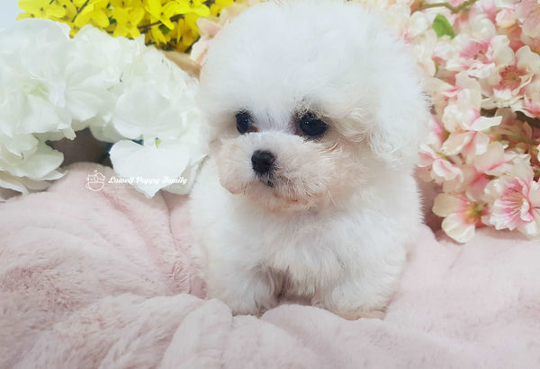 Teacup Bichon Male [Rolly]