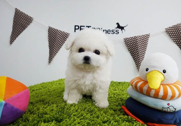 Teacup Bichon frise Male [Latte] - Lowell Teacup Puppies inc