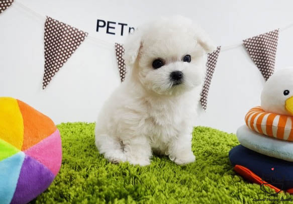 Teacup Bichon frise Male [Latte] - Lowell Teacup Puppies inc