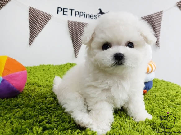 Teacup Bichon frise Male [Latte] - Lowell Teacup Puppies inc