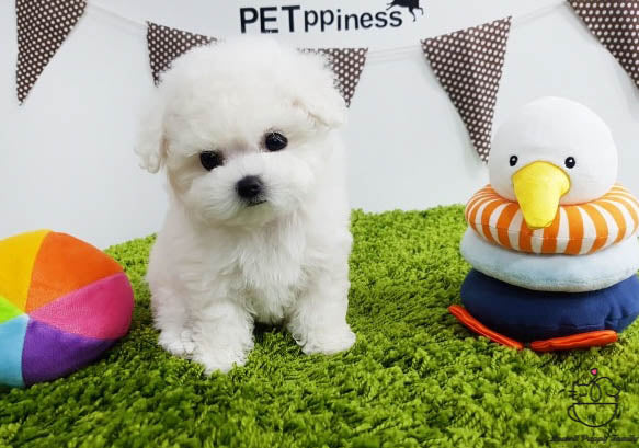 Teacup Bichon frise Male [Latte] - Lowell Teacup Puppies inc