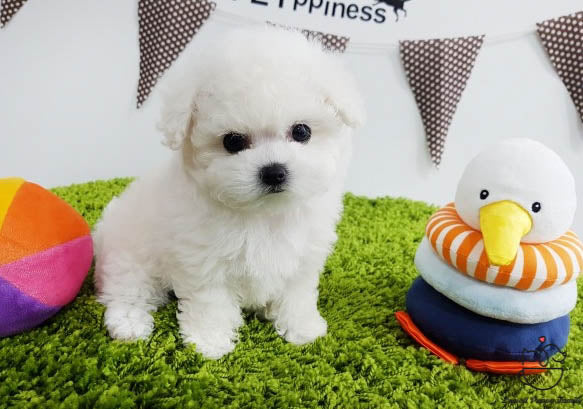 Teacup Bichon frise Male [Latte] - Lowell Teacup Puppies inc