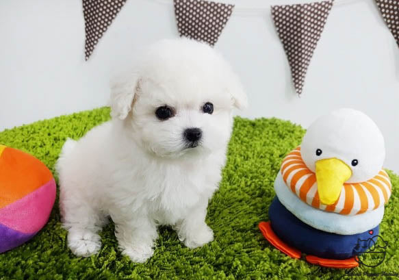 Teacup Bichon frise Male [Latte] - Lowell Teacup Puppies inc