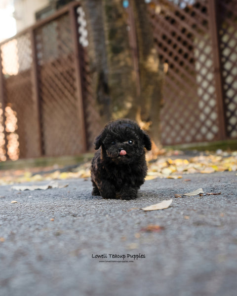 Teacup Poodle Male [Lon] - Lowell Teacup Puppies inc