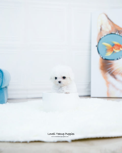 Teacup Poodle Female [Audrey] - Lowell Teacup Puppies inc