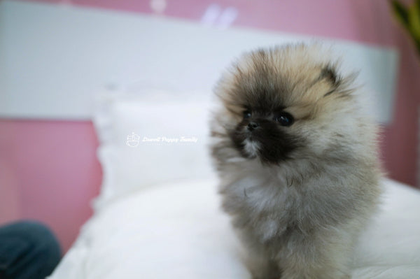 Teacup Pomeranian Female [Foufou] - Lowell Teacup Puppies inc
