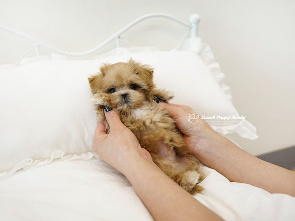 Teacup Maltipoo Male [Nacho] - Lowell Teacup Puppies inc