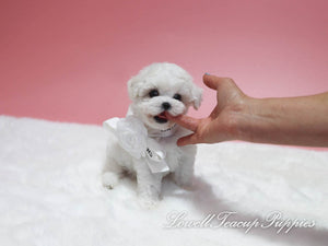 Teacup Bichon Female [Gucci] - Lowell Teacup Puppies inc