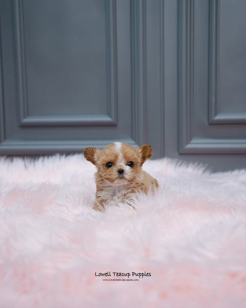 Teacup Maltipoo Male [Louis] - Lowell Teacup Puppies inc