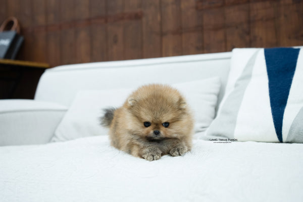 Teacup Pomeranian Male [Diego] - Lowell Teacup Puppies inc