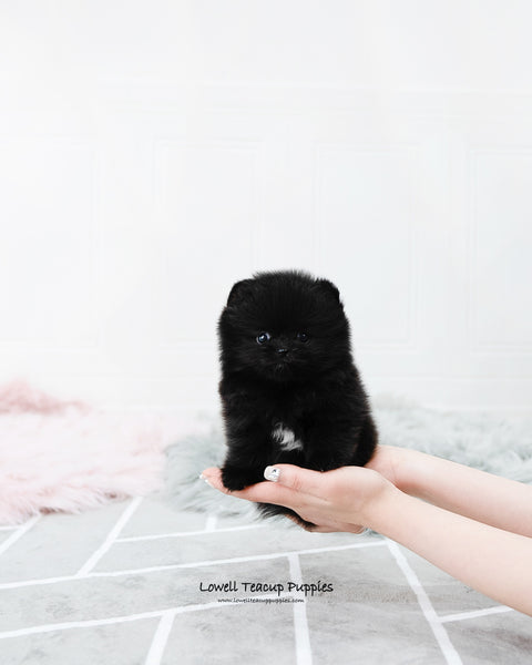 Teacup Pomeranian Female [Mika] - Lowell Teacup Puppies inc