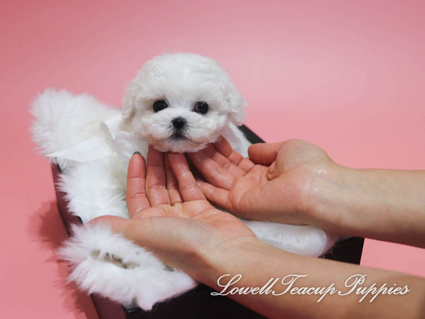 Teacup Bichon Female [Gucci] - Lowell Teacup Puppies inc