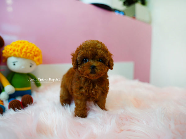 Nataly Guillen/Teacup Poodle Female [Rene] - Lowell Teacup Puppies inc