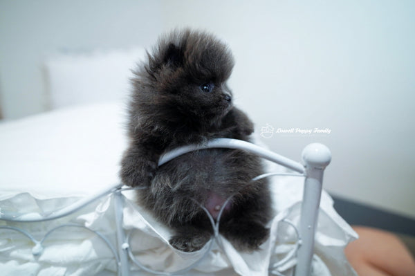 Teacup Pomeranian Male [Blue] - Lowell Teacup Puppies inc