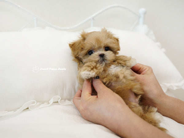 Teacup Maltipoo Male [Nacho] - Lowell Teacup Puppies inc
