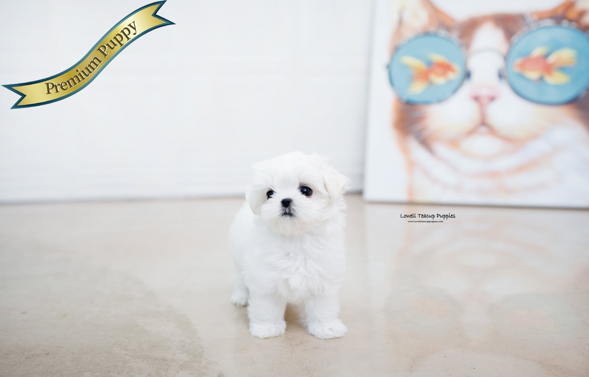 Teacup Maltese Female [Helen] - Lowell Teacup Puppies inc