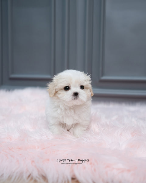Mini Coton De Tulear Male [Austin] - Lowell Teacup Puppies inc