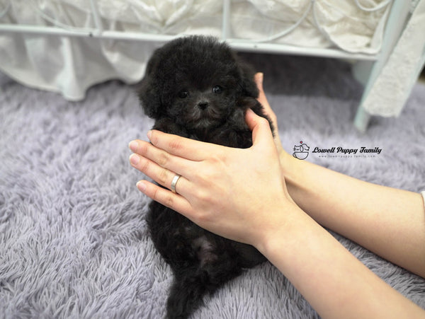 Teacup Poodle Male [Oliver] - Lowell Teacup Puppies inc