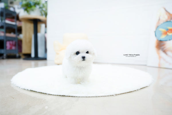 Teacup Bichon frise Female [Nemo] - Lowell Teacup Puppies inc