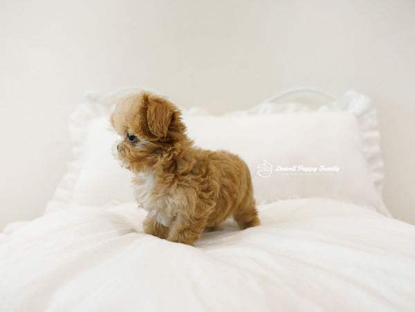 Teacup Maltipoo Male [Nacho] - Lowell Teacup Puppies inc