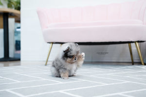 Teacup Pomeranian Female [Jennet] - Lowell Teacup Puppies inc