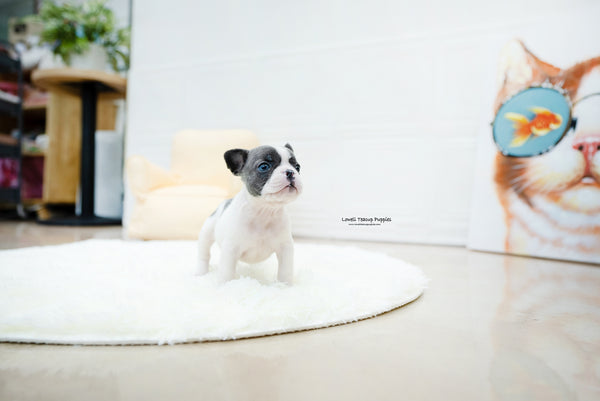 French bulldog Male [Brody] - Lowell Teacup Puppies inc