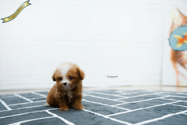 Teacup Poodle Female [Ezra] - Lowell Teacup Puppies inc