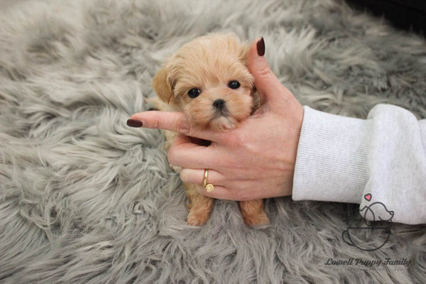 Teacup Maltipoo Female [Vivienne] - Lowell Teacup Puppies inc