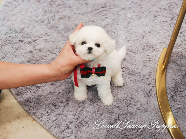 Teacup Bichon Female [Gucci] - Lowell Teacup Puppies inc