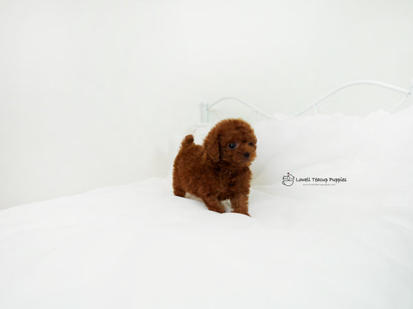 Gomez / Teacup Poodle Male [Chico] - Lowell Teacup Puppies inc