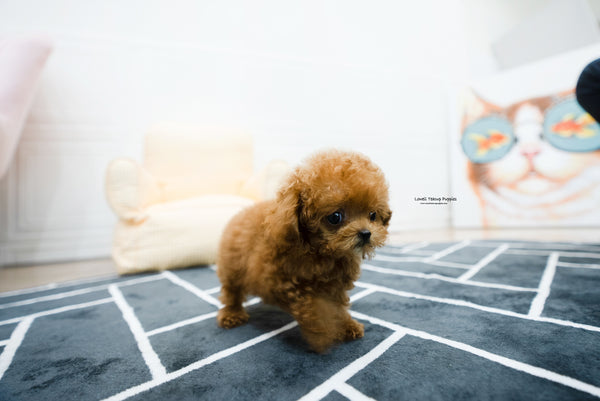 Teacup Poodle Female [Hazel] - Lowell Teacup Puppies inc