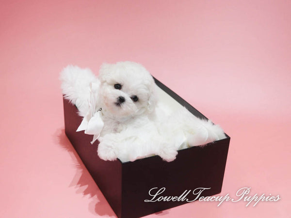 Teacup Bichon Female [Gucci] - Lowell Teacup Puppies inc
