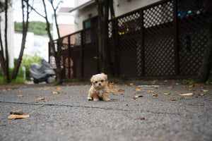 Teacup Maltipoo Female [Fendi] - Lowell Teacup Puppies inc