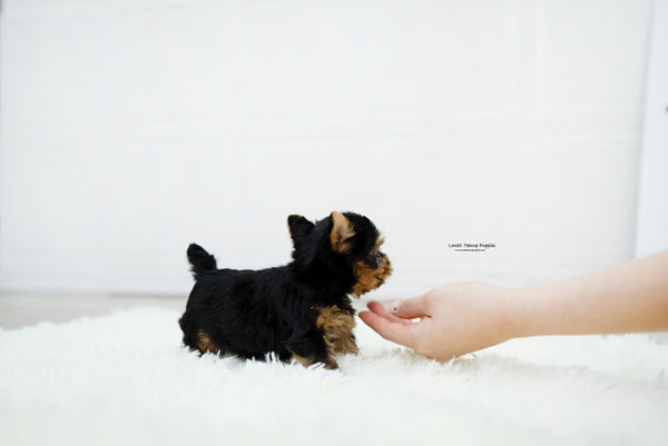 Teacup Yorkie Female [Betty] - Lowell Teacup Puppies inc