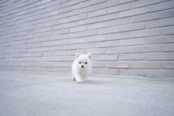 Teacup Pomsky Female [Ivy] - Lowell Teacup Puppies inc
