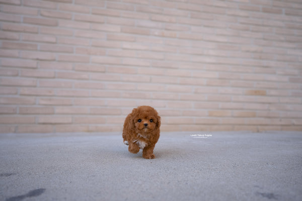 Teacup Poodle Male [Theo] - Lowell Teacup Puppies inc