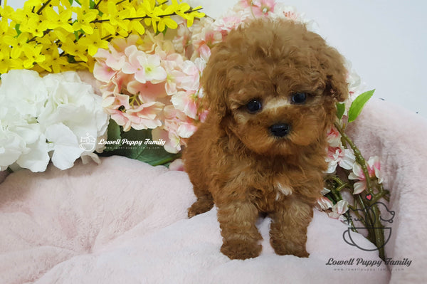 Teacup Poodle female [Cappuccino] - Lowell Teacup Puppies inc